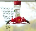 Two Ruby Throated Hummingbirds, sitting and drinking, on a bird feeder in the spring in Trevor, Wisconsin