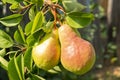 Two ruddy pears are singing on a tree branch Royalty Free Stock Photo