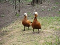 Two Ruddy Shelduck in the park