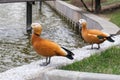 Wild ducks with bright red feathers on bank of pond in park Royalty Free Stock Photo