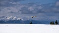 two ruddy shelducks flying over snow-covered mountain pine trees Royalty Free Stock Photo