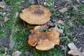 Two Rufous milkcap mushrooms in grass Royalty Free Stock Photo