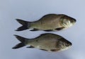 Two Rui fish image ,Animals image