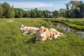 Ruminating cows in the foreground of a Dutch landscape