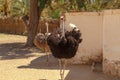 Two running angry ostriches Struthio female and male with an open beaks and spread wings