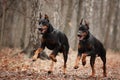 Two running black dobermanns in the forest Royalty Free Stock Photo
