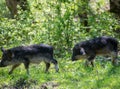 Two running black hairy pigs breed Hungarian Mangalica