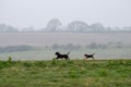 Two running digs in fogy day, Essex, England.