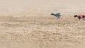 Two running dogs, chasing target in front of light brown field with copy space.