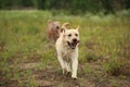 Two running dogs golden labrador and Shar pei in green meadow Royalty Free Stock Photo