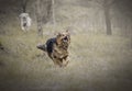 Two running dogs in a park Royalty Free Stock Photo