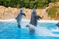 Two running dolphins at animal park Royalty Free Stock Photo