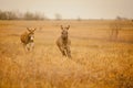 Two running donkeys Royalty Free Stock Photo