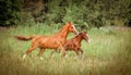 Two running horses, mare and foal Royalty Free Stock Photo