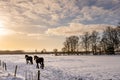 Two running horses in a meadow covered with snow with beautiful soft yellow light Royalty Free Stock Photo