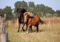 Two running icelandic horses Royalty Free Stock Photo