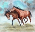 Two running playful brown horses Royalty Free Stock Photo