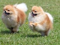 Two running pomeranian dogs