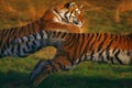 Two running Siberian Tigers Royalty Free Stock Photo