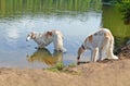 Two Russian borzoi dogs drinking water from  lake Royalty Free Stock Photo