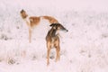 Two Russian Gazehound Hunting Sighthound Borzaya Dogs During Hare-hunting Royalty Free Stock Photo