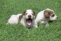 Two Russian piebald hound puppies