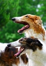 Two Russian wolfhounds Royalty Free Stock Photo