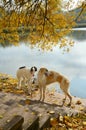 Two russian wolfhounds Royalty Free Stock Photo