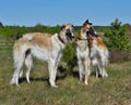 Two russian wolfhounds Royalty Free Stock Photo