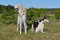 Two russian wolfhounds Royalty Free Stock Photo