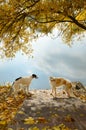 Two russian wolfhounds Royalty Free Stock Photo