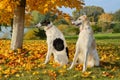 Two russian wolfhounds Royalty Free Stock Photo