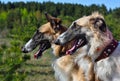 Two russian wolfhounds Royalty Free Stock Photo