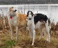 Two russian wolfhounds Royalty Free Stock Photo