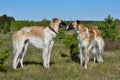 Two Russian wolfhounds Royalty Free Stock Photo