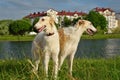 Two russian wolfhounds Royalty Free Stock Photo