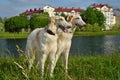 Two russian wolfhounds Royalty Free Stock Photo