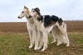 Two russian wolfhounds Royalty Free Stock Photo