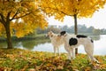 Two russian wolfhounds Royalty Free Stock Photo