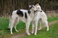 Two russian wolfhounds Royalty Free Stock Photo