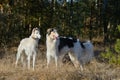 Two russian wolfhounds