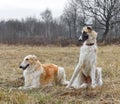 Two russian wolfhounds Royalty Free Stock Photo