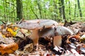 Two Russula Aeruginea edible mushrooms grow in the forest among