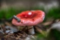 Two russula rosea growing in the woods Royalty Free Stock Photo