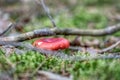 Two russula rosea growing in the woods Royalty Free Stock Photo
