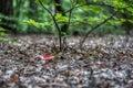 Two russula rosea growing in the woods Royalty Free Stock Photo