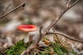Two russula rosea growing in the woods Royalty Free Stock Photo