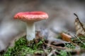 Two russula rosea growing in the woods Royalty Free Stock Photo