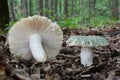 Two Russula virescens or Greencracked brittlegill  mushrooms Royalty Free Stock Photo