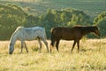 Two rustlers Horses grazing Royalty Free Stock Photo